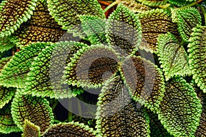 Close View Of Green Pilea Crassifolia In Botanical Garden