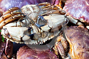 Close view of a group of freshly caught rock crabs in Maine