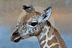 Close view of head of giraffe calf