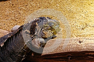 Close view of head of the lizard