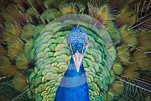 Close view on head of peacock bird with beautiful green tail.