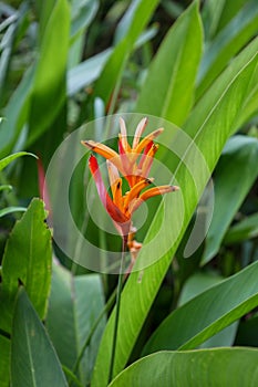close view of heliconia psittacorum growing in nature