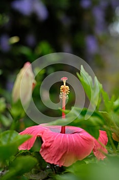 Close view of hibiscus flower pistil