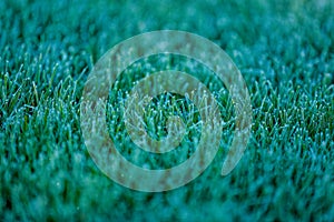 Close view on hoarfrost over green grass, park in Hillsboro, Oregon