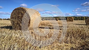 Close view huge straw roll shines in sunlight on vast field