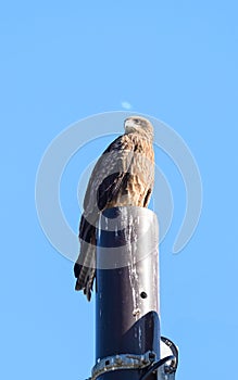 Close view of Japanese Black Kite Bird