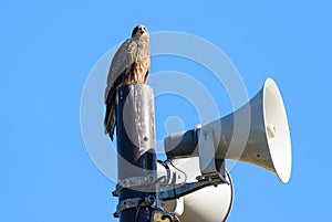 Close view of Japanese Black Kite Bird