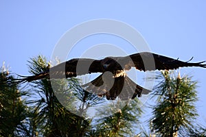 Close view of Japanese Black Kite Bird