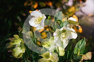 Close view of Lenten Rose in spring