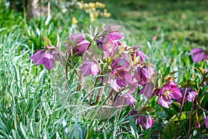 Close view of Lenten Rose in winter