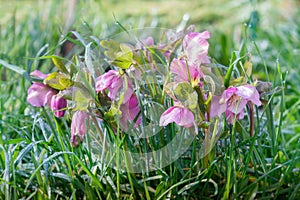 Close view of Lenten Rose in winter