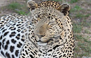 A close view of a leopard, Panthera pardus, as it lies on the ground. In South Africa