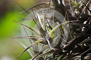 CLOSE VIEW OF LIGHT ON AN EPIPHYTE LEAF CLUSTER