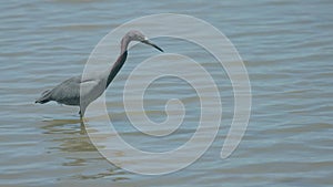 close view of a little blue heron wading in the sirena river