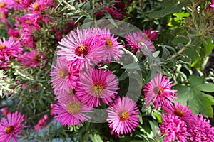 Close view of magenta colored flowers of Michaelmas daisies in October