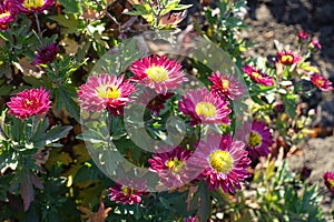 Close view of magenta and yellow flowers of Chrysanthemum