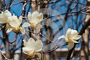 Close view of Magnolia