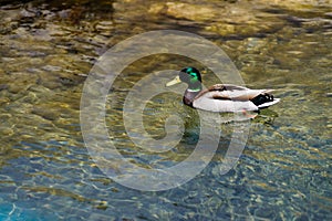 Close view of Mallard duck photo