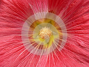 Close view of mallow flower