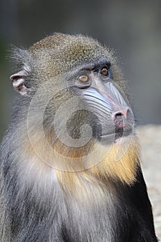 Close view of Mandrill monkey