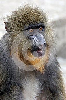 Close view of mandrill monkey