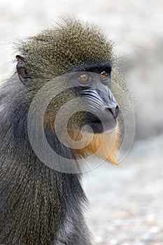 Close view of mandrill monkey