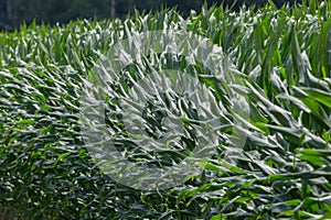 Close view many green leaves of sweet corn plant