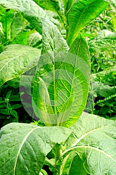 Close view of mature tobacco leaves