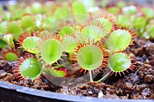 close view of the meat-eating venus flytrap