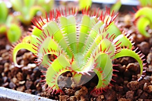 close view of the meat-eating venus flytrap