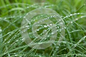 Close view of multiple dewdrops on fresh green grass. Selexted focus. Beauty and magic of nature. Shine like diamonds. Love and