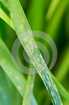 Close view natural wheat leaf rust disease infestation
