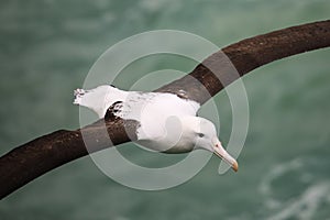 Close view of Northern royal albatross in flight, Taiaroa Head, Otago Peninsula, New Zealand