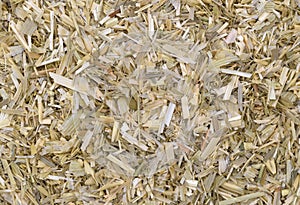Close view of oatstraw herb photo