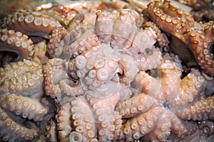 Close view of octopus` tentacle