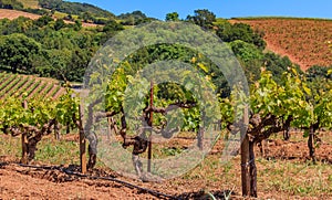 Close view of old grape vines at a vineyard in the spring in Sonoma County, California, USA