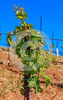 Close view of old grape vines at a vineyard in the spring in Sonoma County, California, USA