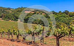 Close view of old grape vines at a vineyard in the spring in Sonoma County, California, USA photo