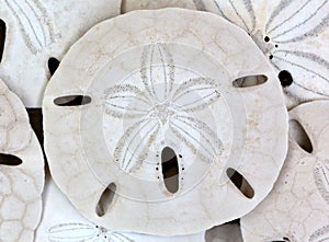 Close view of old sand dollars