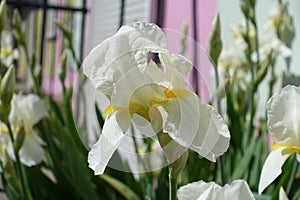 Close view of one white flower of Iris germanica