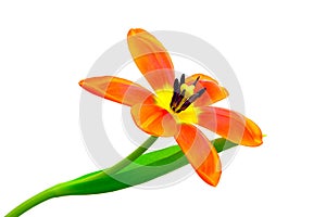 Close view of a orange calypso tulip close up against clear background