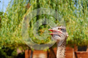 Close view of Ostrich bird with green plants at the background