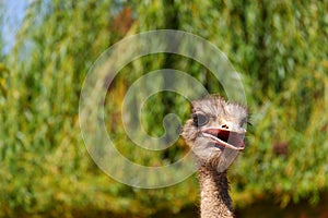 Close view of Ostrich bird with green plants at the background