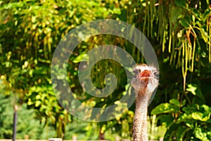 Close view of Ostrich bird with green plants at the background