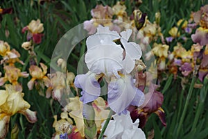 Close view of pale violet flower of iris