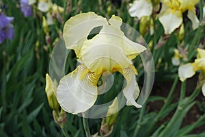 Close view of pale yellow flower of Iris germanica