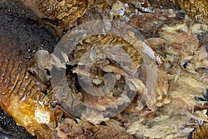 Close view of partially eaten canned herring in olive oil