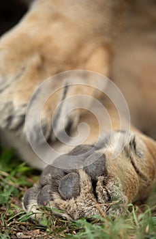A close view of paws of lion at Masai Mara Kenya