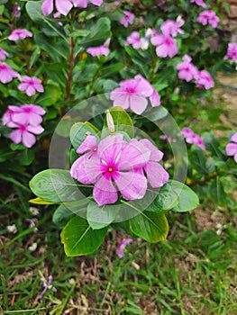 Madagascar periwinkle or pink vinca flower or foliage vinca