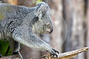 Close view of phascolarctos cinereus koala